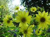 HELIANTHUS 'LEMON QUEEN'