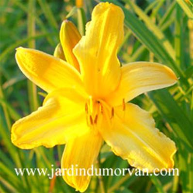 HEMEROCALLIS 'JUDGE ORR'