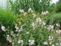 LAVATERA 'BARNSLEY'