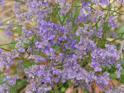 LIMONIUM LATIFOLIUM