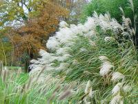 MISCANTHUS SINENSIS SILBERFEDER' (192)