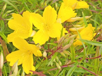 OENOTHERA 'AFRICAN SUN'