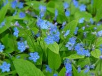 OMPHALODES VERNA