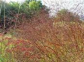 PANICUM VIRGATUM 'WARRIOR'