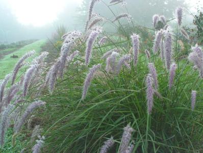 PENNISETUM ORIENTALE 'KARLEY ROSE'