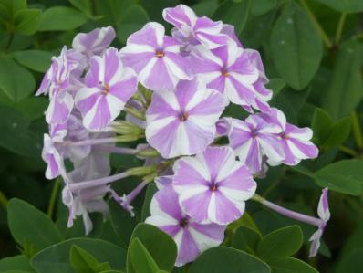 PHLOX MACULATA 'NATASHA'