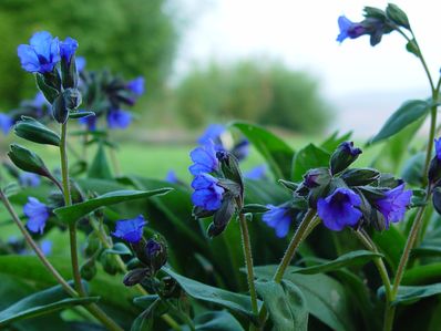 PULMONARIA 'BLAUER HUGEL'