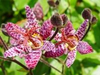 TRICYRTIS MACROPODA NIGRA