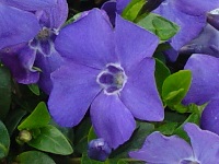 VINCA MINOR 'MARIE'