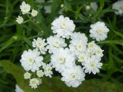 ACHILLEA PTARMICA 'PERRY S WHITE'