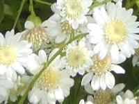 SOLIDAGO PTARMICOIDES MAJOR