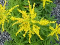 SOLIDAGO 'STRAHLENKRONE'