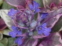 AJUGA REPTANS 'SUGAR PLUM'