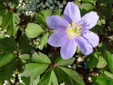 ANEMONE NEMOROSA 'ROBINSONIANA'