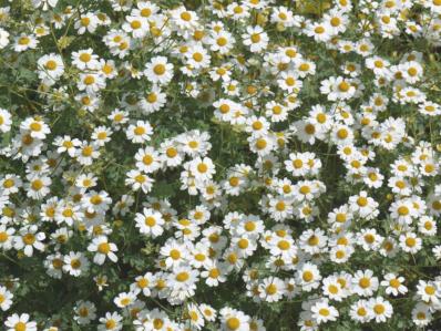 TANACETUM NIVEUM 'JACKPOT'