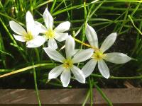 ZEPHYRANTHES CANDIDA