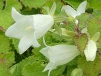 CAMPANULA DOLOMITICA