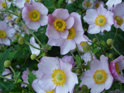 ANEMONE TOMENTOSA 'ALBA DURA'