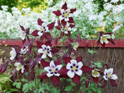 AQUILEGIA CAERULEA 'LOUISIANA' 