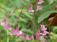 BEGONIA GRANDIS EVANSIANA 