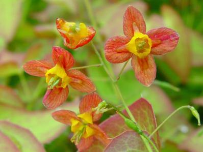 EPIMEDIUM X 'ORANGE KONINGIN'