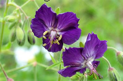 GERANIUM PHAEUM 'LILY LOVELL'