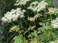 PEUCEDANUM OSTRUTHIUM 'DAPHNIS'