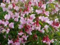 LATHYRUS VERNUS ROSEUS