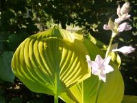 HOSTA 'SUN AND SUBSTANCE'