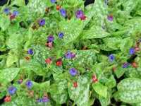 PULMONARIA SACCHARATA 'MRS MOON'