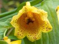 TRICYRTIS MACRANTA var. MACRANTHOPSIS