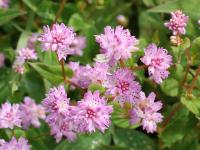 POLYGONUM RUNCIFORME (= PERSICARIA RUNCINATA)