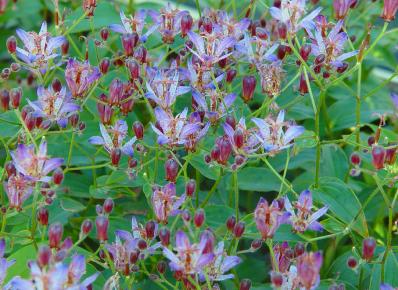 TRICYRTIS 'BLAUE'