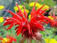 MONARDA 'GARDENVIEW SCARLET'