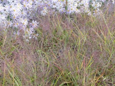 ERAGROSTIS SPECTABILIS