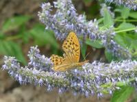 AGASTACHE 'BLUE FORTUNE'