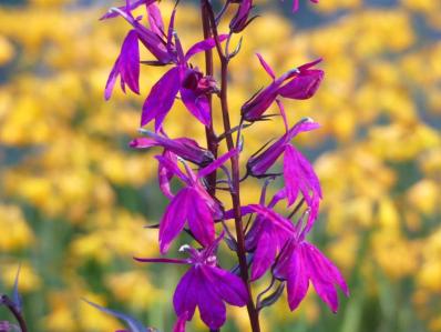 LOBELIA 'RUSSIAN PRINCESS'
