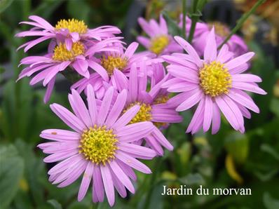 ASTER AMELLUS 'PINK ZENITH'