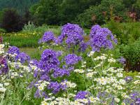 CAMPANULA LACTIFLORA 'PRICHARD'S VARIETY'