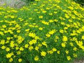 COREOPSIS VERTICILLATA 'ZAGREB'