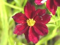 COREOPSIS ‘MERCURY RISING’