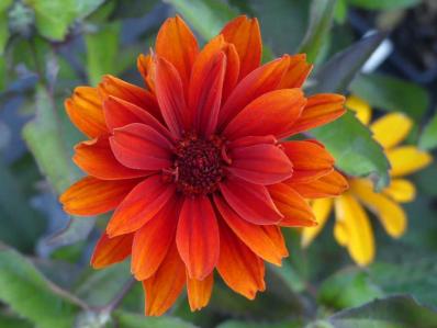 HELIOPSIS SCABRA ‘BLEEDING HEARTS’