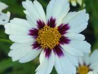 COREOPSIS ‘STAR CLUSTER’