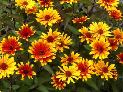 HELIOPSIS ‘FIRE TWISTER’