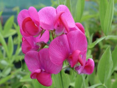 LATHYRUS LATIFOLIUS 'RED PEARL'