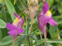 LINARIA TRIORNITHOPHORA