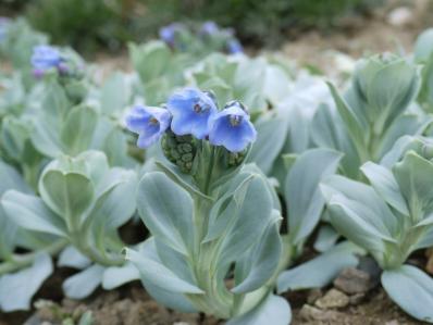 MERTENSIA MARITIMA