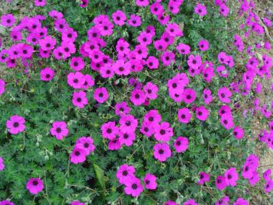 GERANIUM CINEREUM 'GIUSEPPI'