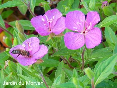 OENOTHERA KUTHIANA