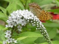 LYSIMACHIA CLETHROIDES